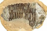 Fossil Calymene Trilobite In Nodule (Pos/Neg) - Morocco #251739-1